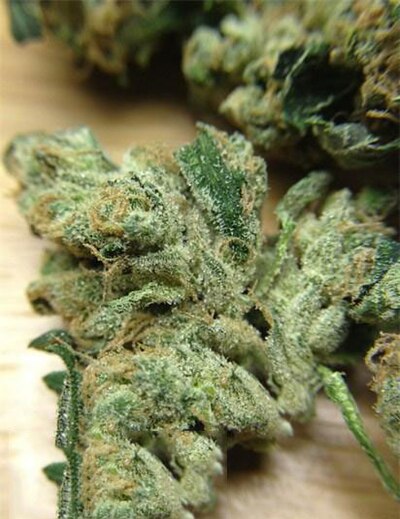 Gorilla Glue #4