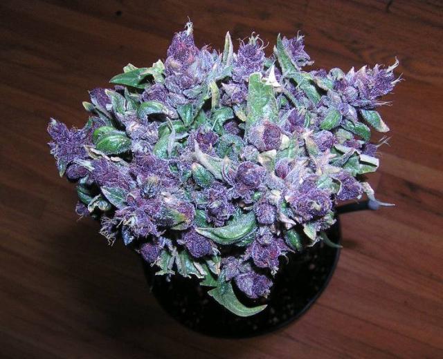 Purple Haze